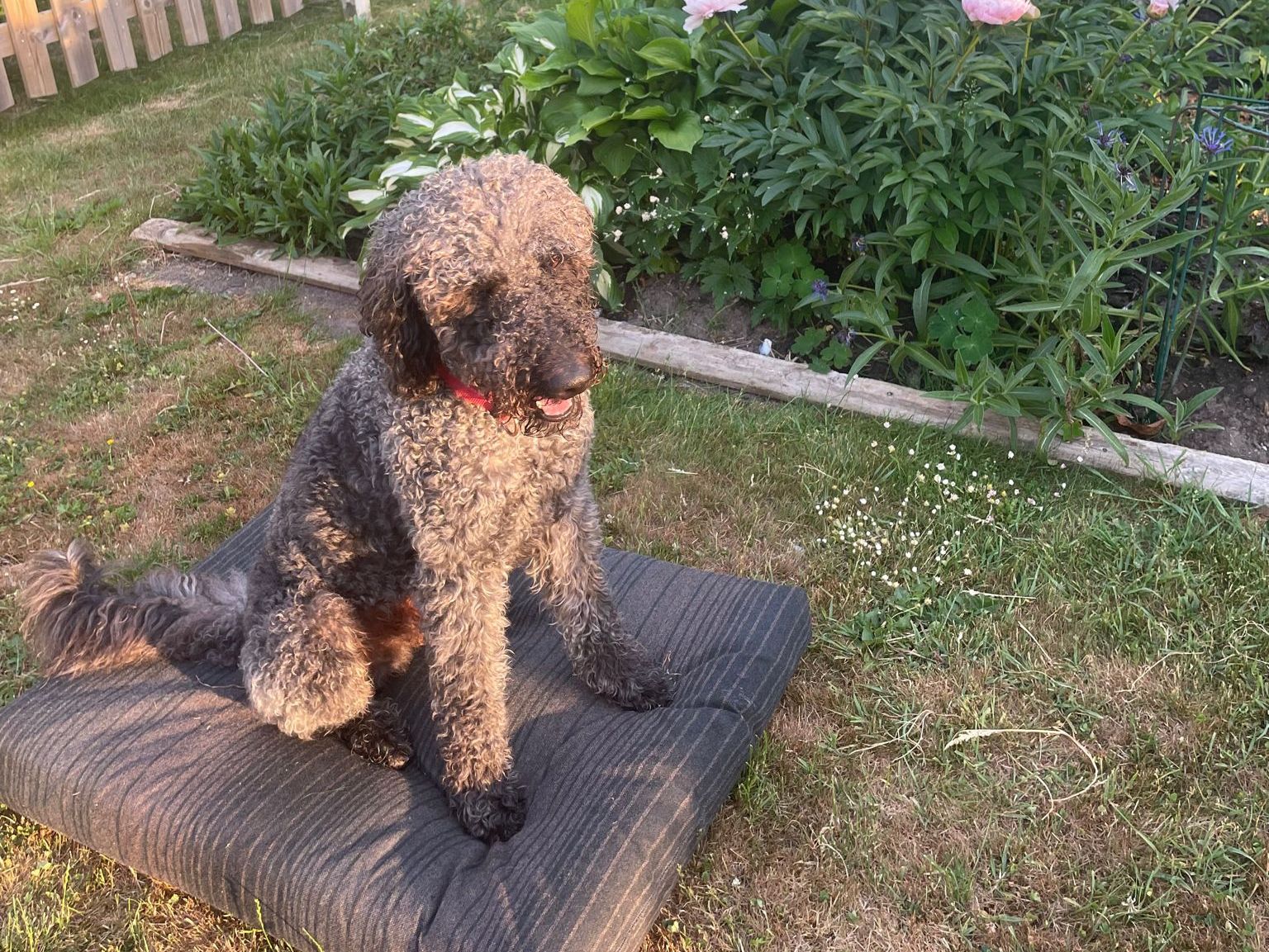 Hund på hundbädd från galantplast