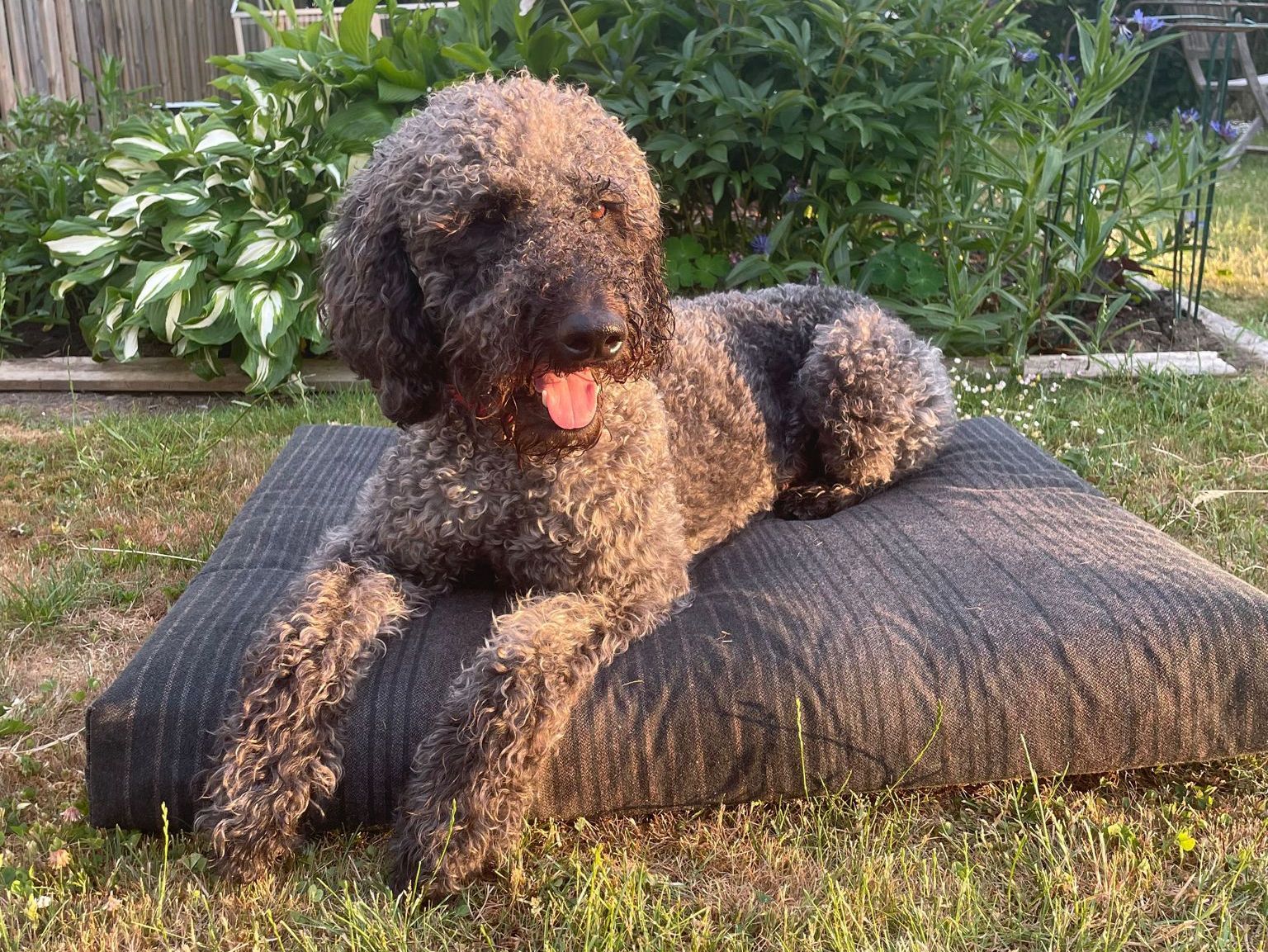 Hund på hundbädd från galantplast